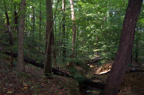 Rocky Falls campground contains beautiful native Indiana Forest.